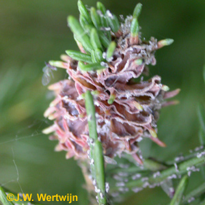 Sparappelgalluis (Adelges abietis) (Syn.Sacchiphantes abietis) 